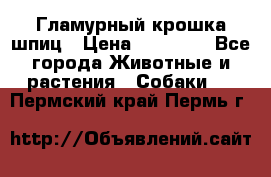 Гламурный крошка шпиц › Цена ­ 30 000 - Все города Животные и растения » Собаки   . Пермский край,Пермь г.